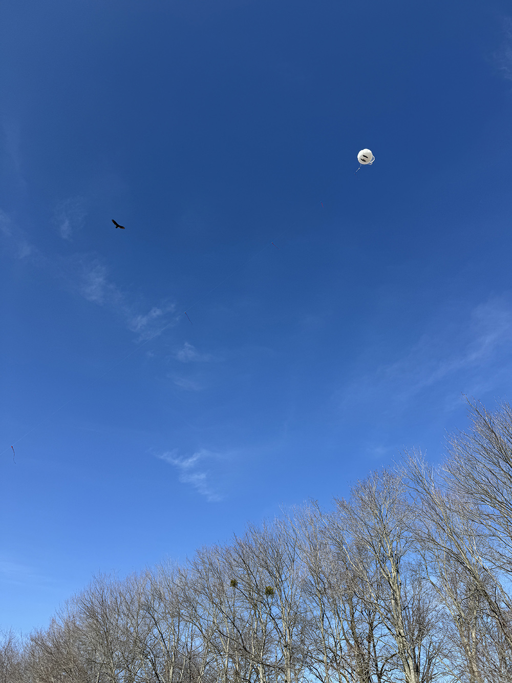 Above a tree canopy, an ARM tethered balloon system flies along with a vulture in a mostly cloudless sky.